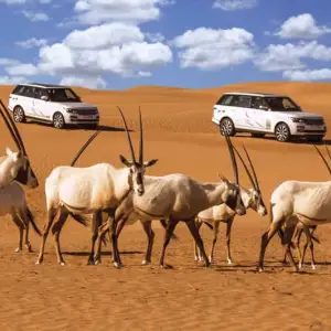 Dubai Desert Conservation Reserve